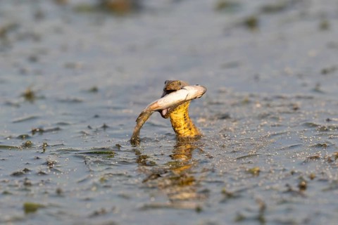 Dice snake (Natrix tessellata) Snake with fish in its mouth, swimming, Danube Delta, Romania