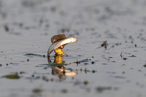 Dice snake (Natrix tessellata) Snake with fish in its mouth, swimming, Danube Delta, Romania