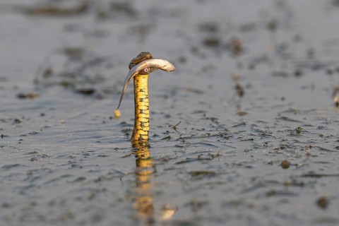 Dice snake (Natrix tessellata) Snake with fish in its mouth, swimming, Danube Delta, Romania