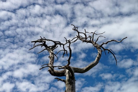 Withered tree in the Gantrisch region in the canton of Bern, Switzerland
