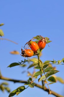 Ripe rosehip fruit of the dog rose (Rosa canina) on a branch, in front of a blue sky, Wilnsdorf,