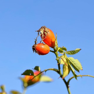 Ripe rosehip fruit of the dog rose (Rosa canina) on a branch, in front of a blue sky, Wilnsdorf,