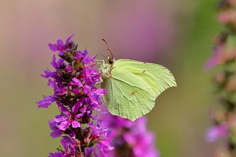 Lemon butterfly (Gonepteryx rhamni) feeding on a flower of purple loosestrife (Lythrum salicaria),