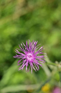 Meadow knapweed or common knapweed (Centaurea jacea), flower, Wilnsdorf, North Rhine-Westphalia,