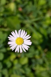 Daisy (Bellis perennis), flower on a lawn in a garden, Wilnsdorf, North Rhine-Westphalia, Germany