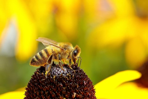 European honey bee (Apis mellifera), collecting nectar from a yellow coneflower (Echinacea