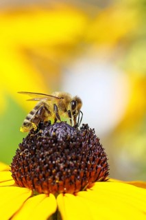European honey bee (Apis mellifera), collecting nectar from a yellow coneflower (Echinacea