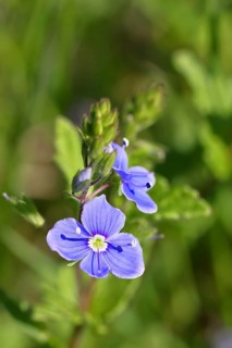 Gamander speedwell (Veronica chamaedrys), flowers in a deciduous forest, blue blossom, spring,