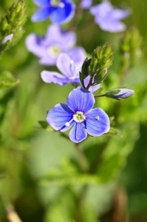Gamander speedwell (Veronica chamaedrys), flowers in a deciduous forest, blue blossom, spring,
