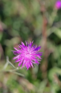 Meadow knapweed or common knapweed (Centaurea jacea), flower, Wilnsdorf, North Rhine-Westphalia,