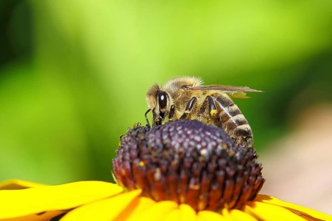 European honey bee (Apis mellifera), collecting nectar from a yellow coneflower (Echinacea