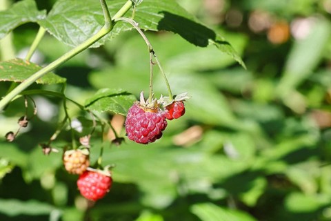 Wild raspberries (Rubus idaeus) ripe fruit on a vine in the forest, Wilnsdorf, North