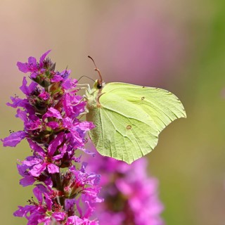 Lemon butterfly (Gonepteryx rhamni) feeding on a flower of purple loosestrife (Lythrum salicaria),
