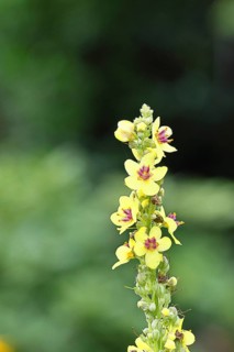 Dark mullein (Verbascum nigrum), flowers, inflorescence, in a natural garden, close-up, Wilnsdorf,