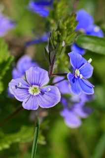 Gamander speedwell (Veronica chamaedrys), flowers in a deciduous forest, blue blossom, spring,