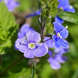 Gamander speedwell (Veronica chamaedrys), flowers in a deciduous forest, blue blossom, spring,