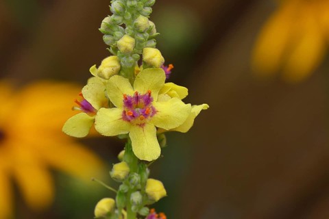 Dark mullein (Verbascum nigrum), flowers, inflorescence, close-up of a single flower, in a natural