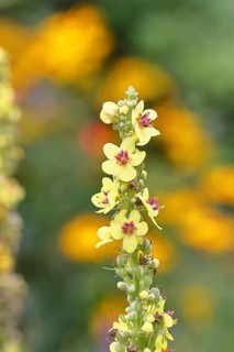 Dark mullein (Verbascum nigrum), flowers, inflorescence, in a natural garden, close-up, Wilnsdorf,