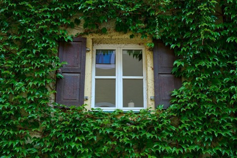 Window framed by dense ivy with wooden shutters on an old wall, Regensburg, Bavaria, Germany