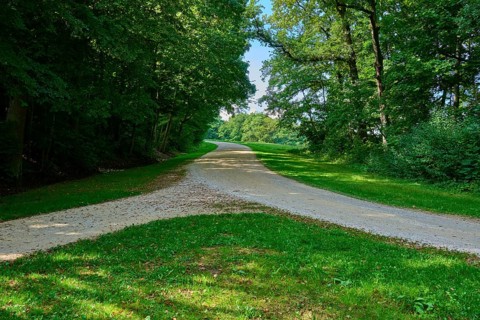 A quiet forest path with a fork in the road surrounded by green trees and soft light, Walhalla,