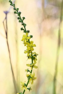 Common agrimony (Agrimonia eupatoria), also known as agrimony, medicinal plant, medicinal herbs,