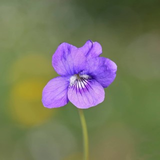 Dog violet (Viola canina), close-up of a flower at the edge of a forest, spring, Wilnsdorf, North