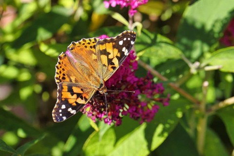 Thistle butterfly (Vanessa cardui) on a Buddleja davidii flower, Wilnsdorf, North Rhine-Westphalia,