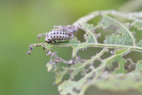 Poplar leaf beetle, larva ready to pupate on a leaf that has been eaten away, Trupacher Heide