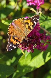 Thistle butterfly (Vanessa cardui) on a Buddleja davidii flower, Wilnsdorf, North Rhine-Westphalia,