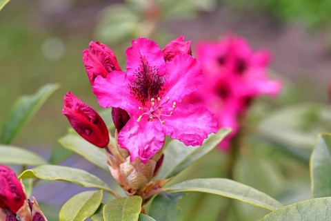 Rhododendron flowers (Rhododendron Homer), red flowers, in a garden, Wilnsdorf, North