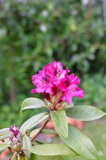 Rhododendron flowers (Rhododendron Homer), red flowers, in a garden, Wilnsdorf, North