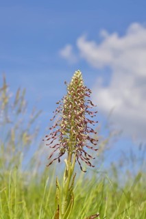 Goat's tongue (Himantoglossum hircinum), inflorescence with open white-purple flowers, in a meadow