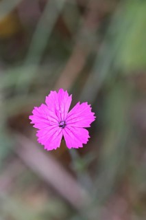 Heath carnation (Dianthus deltoides) in bloom, Trupacher Heide nature reserve, Siegen, North