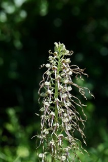 Goat's tongue (Himantoglossum hircinum), inflorescence with open white-purple flowers, in front of