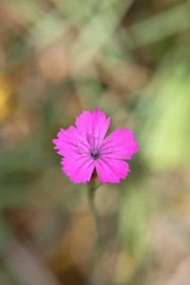 Heath carnation (Dianthus deltoides) in bloom, Trupacher Heide nature reserve, Siegen, North