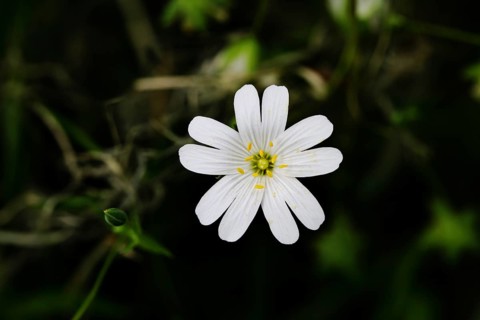 Greater stitchwort (Stella holostea), flowering in the forest, close-up, spring, Wilnsdorf, North