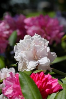 Rhododendron flowers (Rhododendron Homer), white flowers, in a garden, Wilnsdorf, North