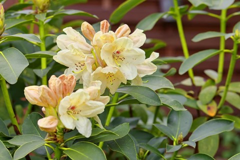 Rhododendron flowers (Rhododendron Homer), yellow flowers, in a garden, Wilnsdorf, North