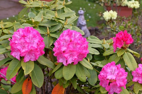 Rhododendron flowers (Rhododendron Homer), pink flowers, in a garden, Wilnsdorf, North