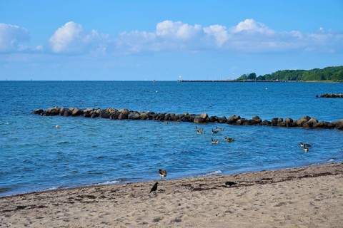 Ducks swimming near a rocky beach under a clear sky with calm sea, Heikendorf, Kreis Plön, Kieler