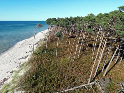 Drone image of the west beach on the Fischland Darß peninsula, Mecklenburg-Western Pomerania,