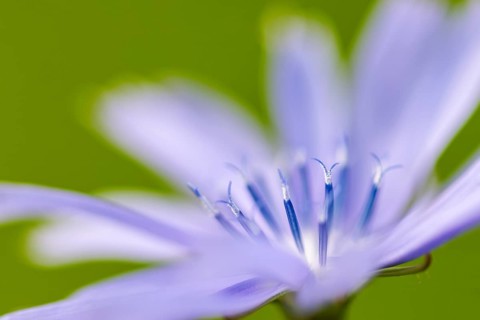 Common chicory (Cichorium intybus), Asteraceae, roadside, Kurpfalz, Baden-Württemberg, Germany