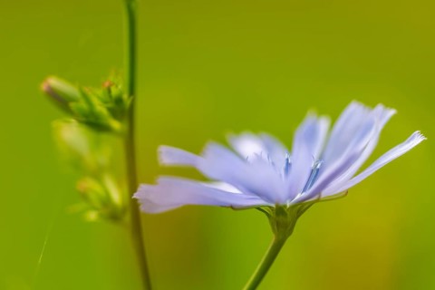 Common chicory (Cichorium intybus), Asteraceae, roadside, Kurpfalz, Baden-Württemberg, Germany