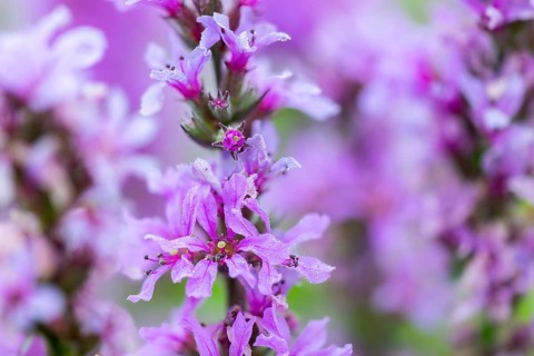 Purple loosestrife (Lythrum salicaria), loosestrife family (Lythraceae), Pfrunger-Burgweiler Ried,