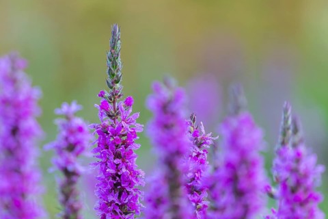 Purple loosestrife (Lythrum salicaria), loosestrife family (Lythraceae), Pfrunger-Burgweiler Ried,