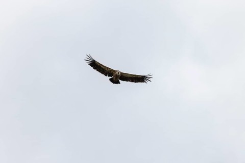 Griffon vulture (Gyps fulvus), utilising thermals over the Gotthard, Ticino, Switzerland