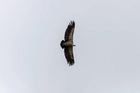 Griffon vulture (Gyps fulvus), utilising thermals over the Gotthard, Ticino, Switzerland