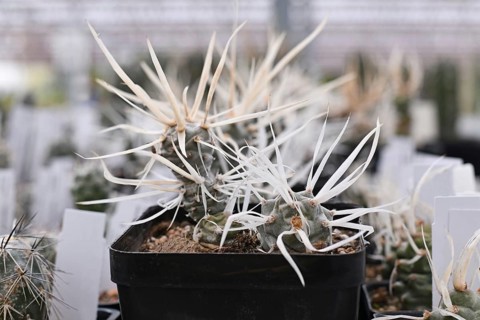 Curios Tephrocactus articulatus v. Papyracanthus Paper Spine cactus plant