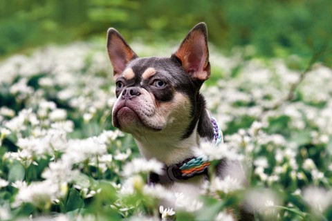 Lilac orange tan French Bulldog dog between white wild garlic flowers in forest