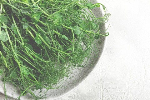 Lush microgreens are artfully displayed on a light plate, glistening with moisture and highlighting